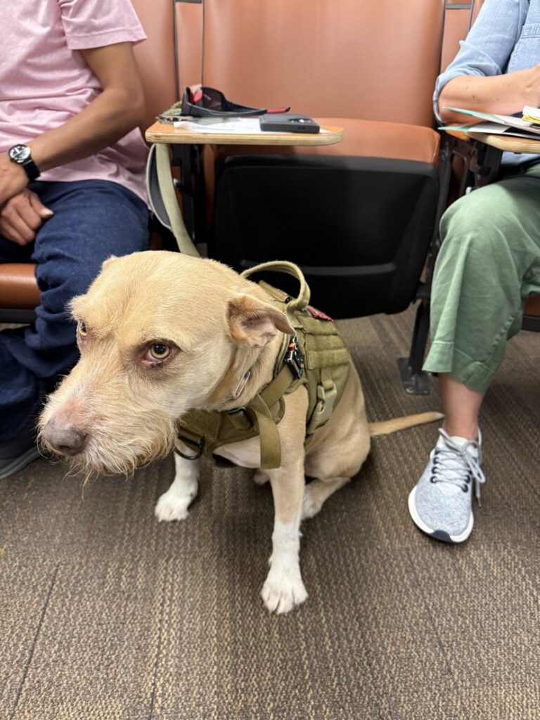 Service dog resting beside attendees during the workshop